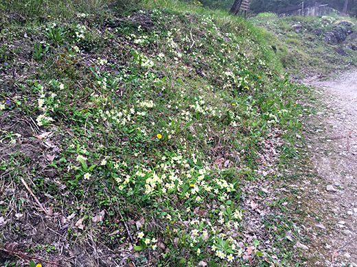 Mont Gros (much flowers along the road)