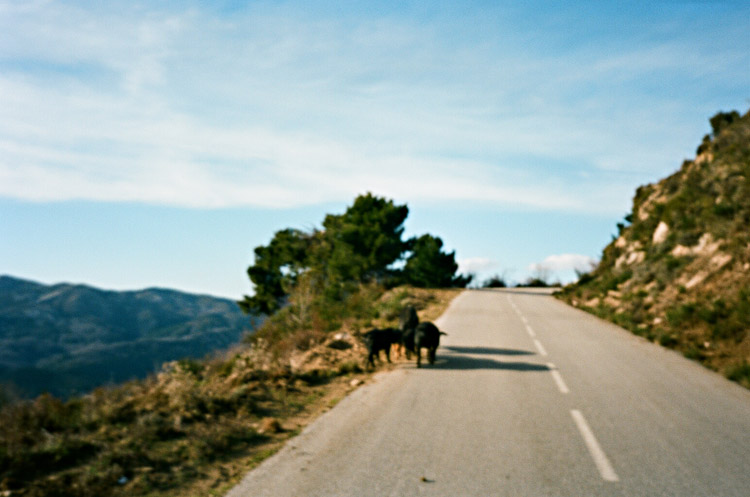 Pigs down from Val d'Ese