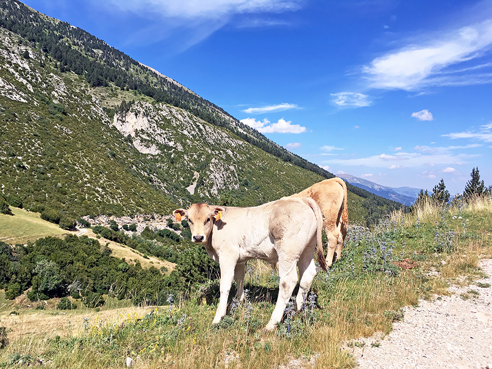 Coll de Font Cerdana