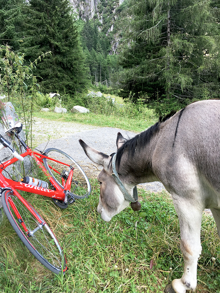 Malga Lincino/Val di Saviore